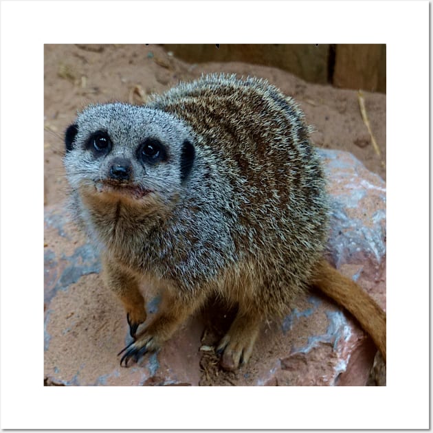 Meerkat Wall Art by Nicole Gath Photography